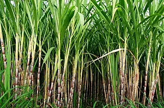 Excesso de chuva causam atrasos na moagem da cana e produção diminui 34%
