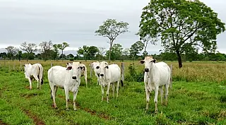 Segunda etapa de vacinação contra aftosa acaba hoje