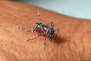 Mato Grosso do Sul registra queda de 89% em casos de dengue
