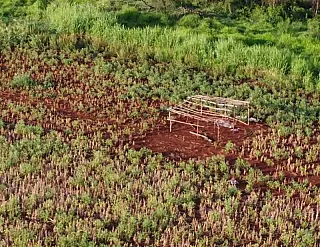 Índios arrasam lavouras para erguer barracos
