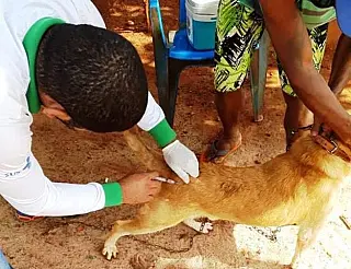 Saúde mantém campanha itinerante de vacinação em cães e gatos