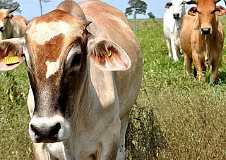 Embarque de animais vai exigir guia autorizada por destinatário em janeiro