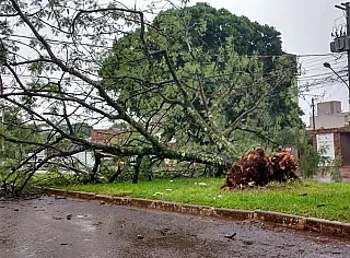 Publicado decreto que aprova o Plano Diretor de Arborização Urbana
