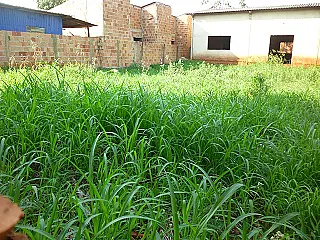 Local onde seria sede de Associação vira matagal no Flórida