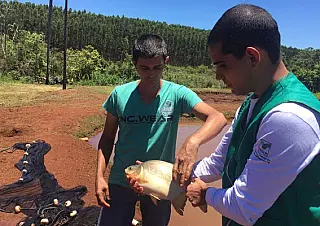 Piscicultura além de alinhar com a agricultura passa a ser mais produtiva