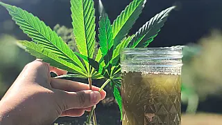 Operação prende sete por suspeita de tráfico internacional de THC