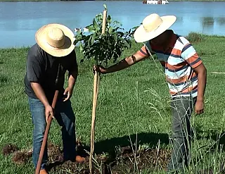 Plantio de mudas melhora o clima em pista de caminhada no Flórida