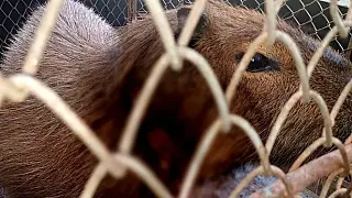 Capivara é resgatada com cabo de aço de armadilha