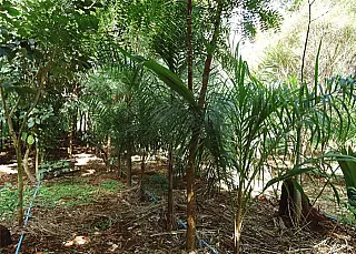Presença de árvores em áreas de cultivo favorece o microclima, concluem produtores