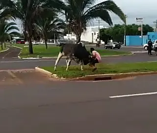 Homem que foi chifrado no peito por touro em CG está com dreno no Pronto-Socorro