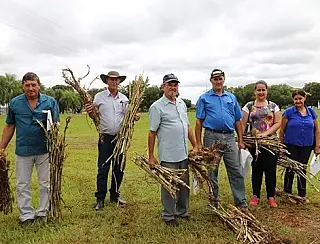 Embrapa produz novas cultivares para alimentar o gado leiteiro