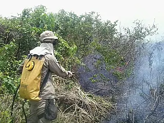 Incêndios florestais crescem mais de 85% no Estado
