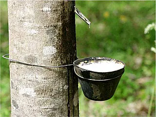 Alta na extração da borracha anima setor de cultivo de seringueira