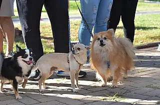 Seminário discute política de proteção aos animais