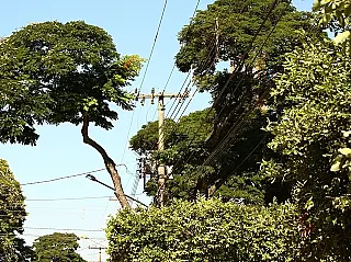 Imam discute com Energisa como evitar 'poda agressiva' de árvores