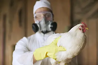 Saúde monitora primeiro caso suspeito de gripe aviária em humano