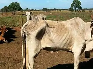 MP investiga caso de animais em situação de debilidade
