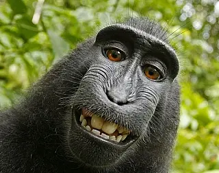 Juiz dos EUA decide que macaco não é dono de selfie