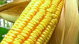 Cidades do norte de Mato Grosso do Sul concluem segunda safra de milho