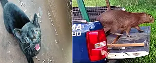 PMA captura gato de espécie rara em residência e capivara em funerária em Dourados