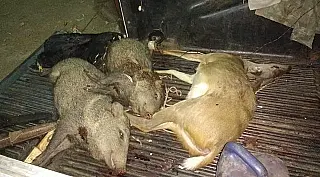 Caçadores são detidos com animais silvestres abatidos em MS