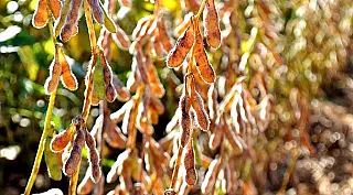 Em Mato Grosso do Sul colheita da soja em área plantada chega a 60%