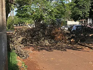 Árvore que caiu com temporal é 'esquecida' no meio da rua
