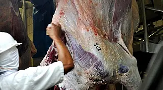 Governo de Mato Grosso do Sul lança Carne Sustentável do Pantanal