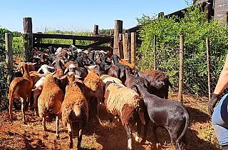 Produtores de ovinos e caprinos terão prazo para regularizar rebanhos