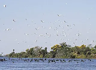 Governo diz que lei do pantanal preserva Bioma