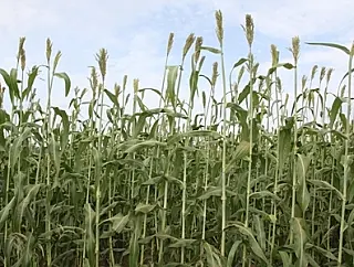 Pesquisa mostra necessidade de intervalo entre plantio da soja e do sorgo
