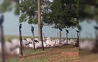 Raio mata 38 cabeças de gado no interior de SP; prejuízo de R$ 200 mil