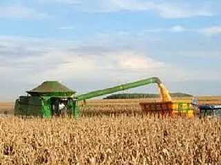 Colheita do milho safrinha será lançada segunda-feira em Mato Grosso do Sul