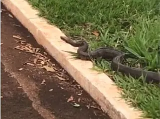 Cobra no pátio da Secretaria de Educação vira atrativo na Prefeitura de Dourados