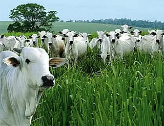 Estado reúne produtores e indústrias nesta segunda para avaliar estragos da Carne Fraca