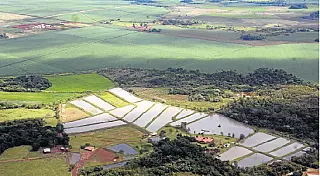Piscicultura avança em Mato Grosso do Sul mas tem déficit industrial