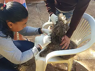 CCZ realiza vacinação antirrábica e teste da Leishmaniose Visceral Canina nesta sexta-feira