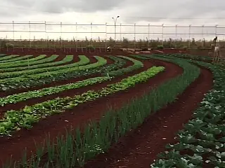 Parceria entre Município e Agepen estimula o plantio de hortaliças