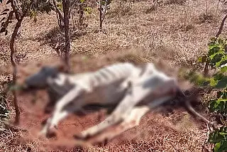 Sem pastagem e alimento, gado é encontrado agonizando após denúncias em fazenda