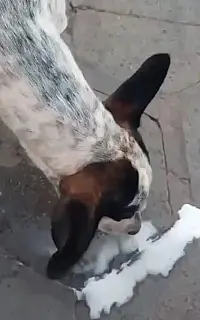 Polícia prende estudante que deu bebida alcoólica para cachorro e postou nas redes sociais