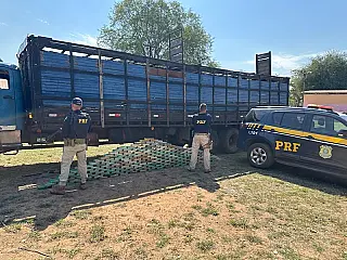 Caminhão transportava bois com cocaína