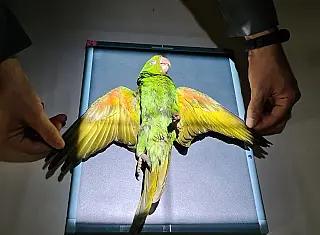 Clínica da Anhanguera atende animais de pequeno e grande porte e exóticos