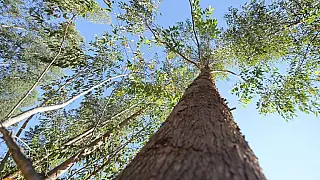 Fomento ao desenvolvimento sustentável vai fazer MS o 1º Estado Carbono Neutro do Brasil