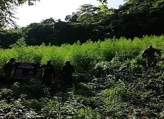 Grupamento aéreo encontra plantação de maconha na fronteira