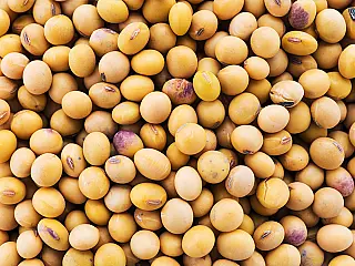 Dourados espera cultivar 220 mil hectares de soja em 2022/23