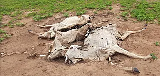 Gado de fazenda fica desnutrido, 20 animais morrem e dono vai responder por maus-tratos