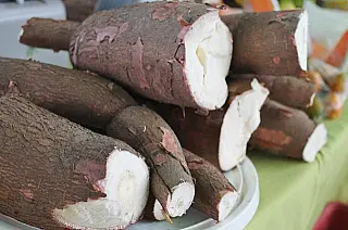 Cultura da Mandioca é tema de Dias de Campo em MS
