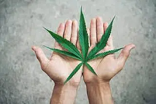 Uso da cannabis para tratamento de doenças é aprovado