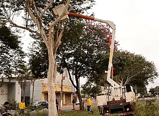 Prefeitura aproveita feriado para poda preventiva