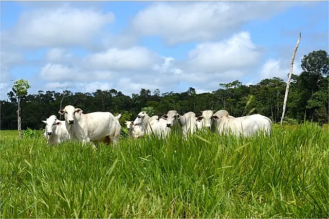Produção animal cresce até 40% se feito com manejo correto do pasto